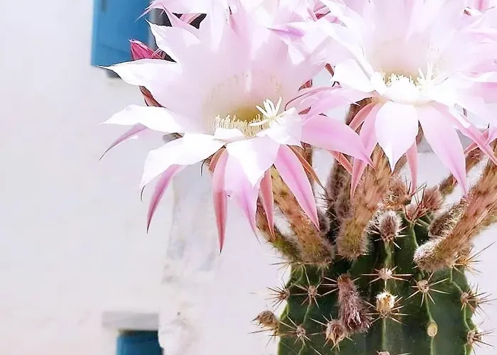 Island Magic - Seaview With Jacuzzi Pool أمبيلاس